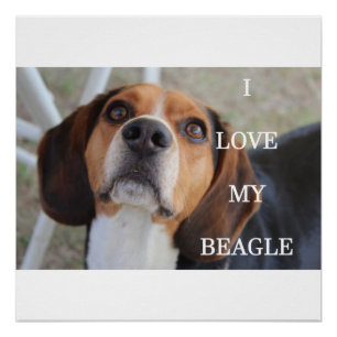 beagle love w pic black red white poster