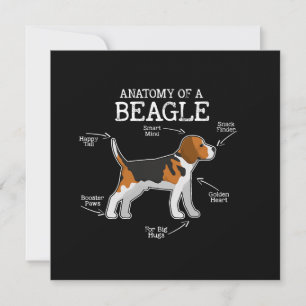 Beagle Lovers/ Anatomy Of A Beagle  