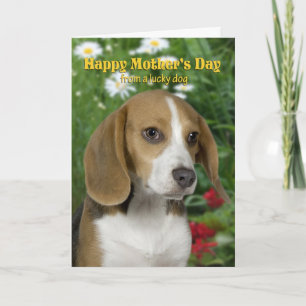 Beagle Mother's Day Card