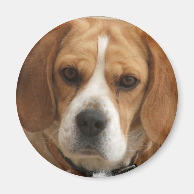 Beagle Pictures Round Magnet (Front)