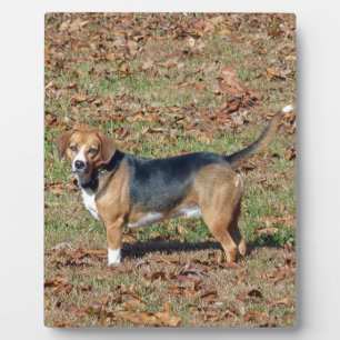 Beagle Plaque