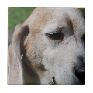 beagle portrait ceramic tile