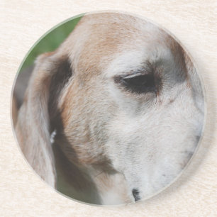 beagle portrait coaster