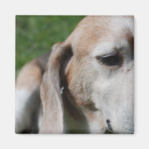 beagle portrait magnet