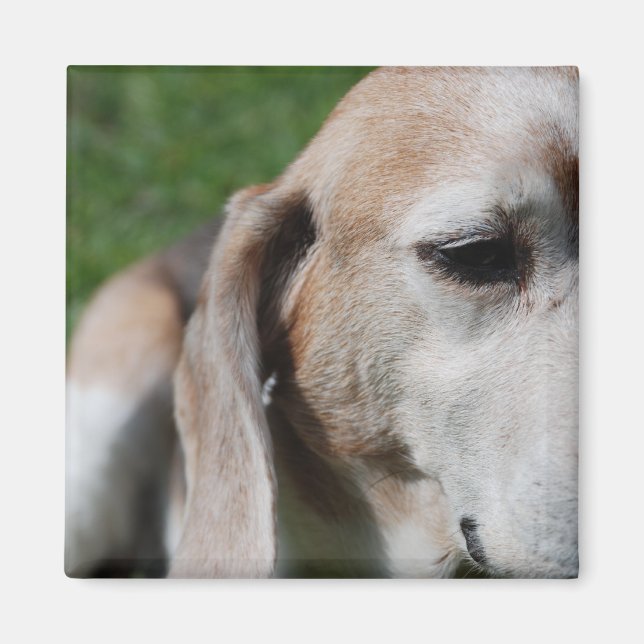 beagle portrait magnet (Front)
