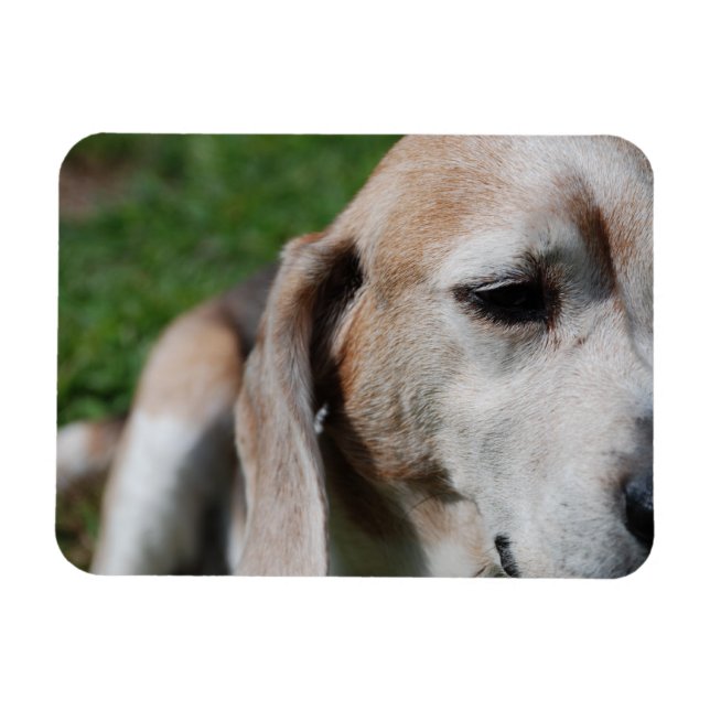 beagle portrait magnet (Horizontal)