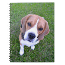 Beagle Portrait Notebook