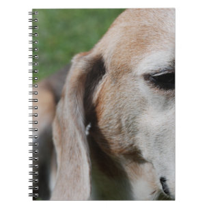 beagle portrait notebook