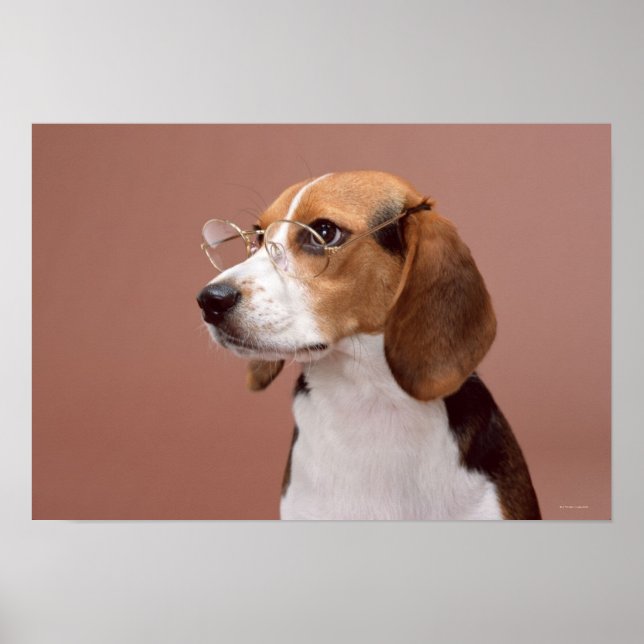 Beagle Poster (Front)