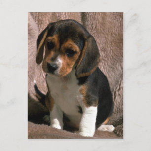 Beagle pup postcard