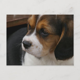 Beagle Pup Postcard