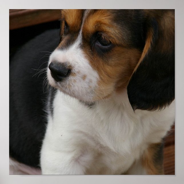 Beagle Pup Print (Front)