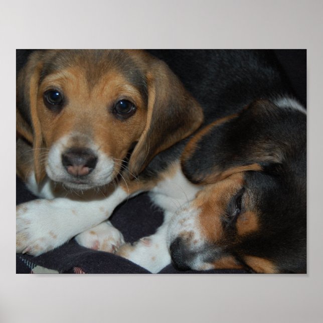 Beagle Puppies Poster (Front)