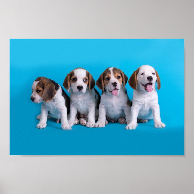 Beagle Puppies Poster (Front)