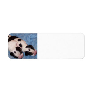 Beagle Puppies Return Address Label