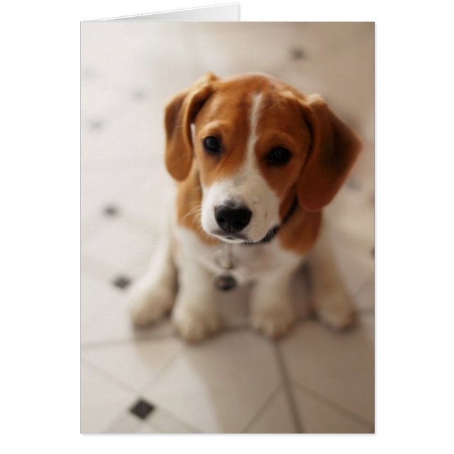 Beagle Puppy 2 (Front)