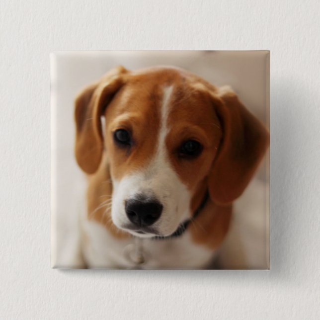 Beagle Puppy 2 15 Cm Square Badge (Front)