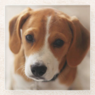 Beagle Puppy 2 Glass Coaster
