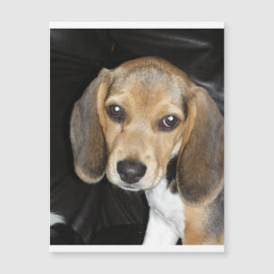 beagle puppy 2.png