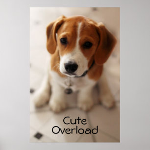 Beagle Puppy 2 Poster