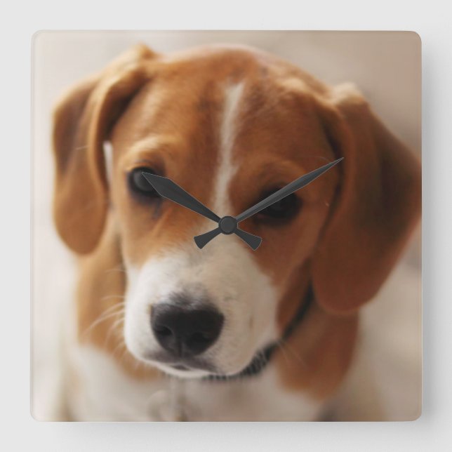Beagle Puppy 2 Square Wall Clock (Front)
