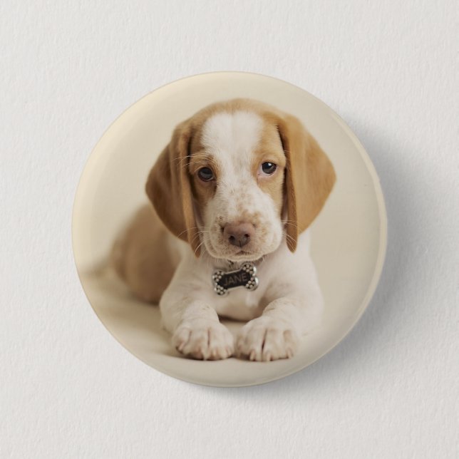 Beagle Puppy 6 Cm Round Badge (Front)