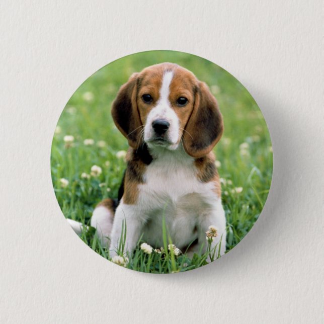 Beagle Puppy 6 Cm Round Badge (Front)