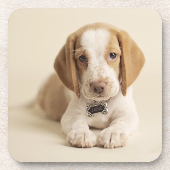 Beagle Puppy Coaster (Front)