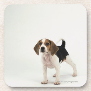 Beagle puppy coaster