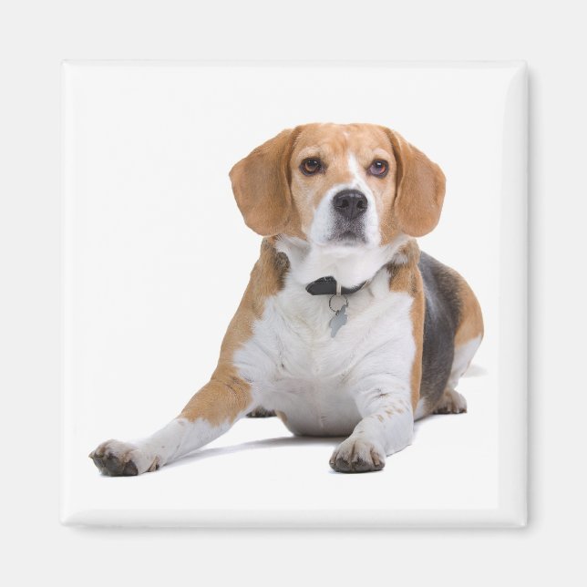 Beagle Puppy Dog Fridge Magnet (Front)