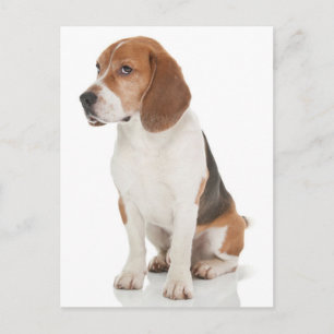 Beagle Puppy Dog Greeting Post Card