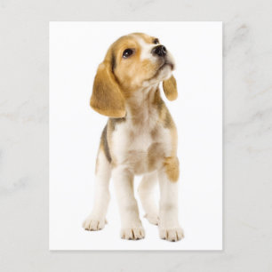 Beagle Puppy Dog Greeting Post Card