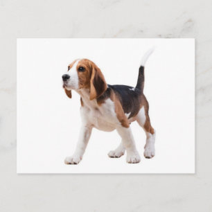 Beagle Puppy Dog Greeting Post Card