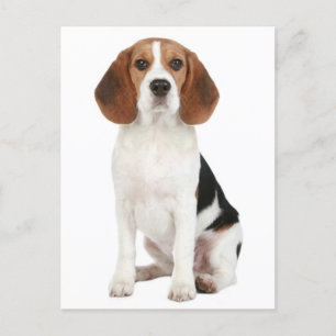 Beagle Puppy Dog Greeting Post Card