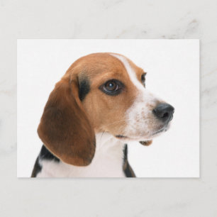 Beagle Puppy Dog Greeting Post Card