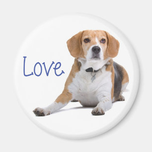 Beagle Puppy Dog - Love Beagles Magnet