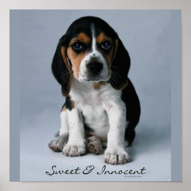 Beagle Puppy Dog Photo Poster (Front)