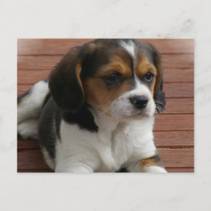 Beagle Puppy Dog Postcard