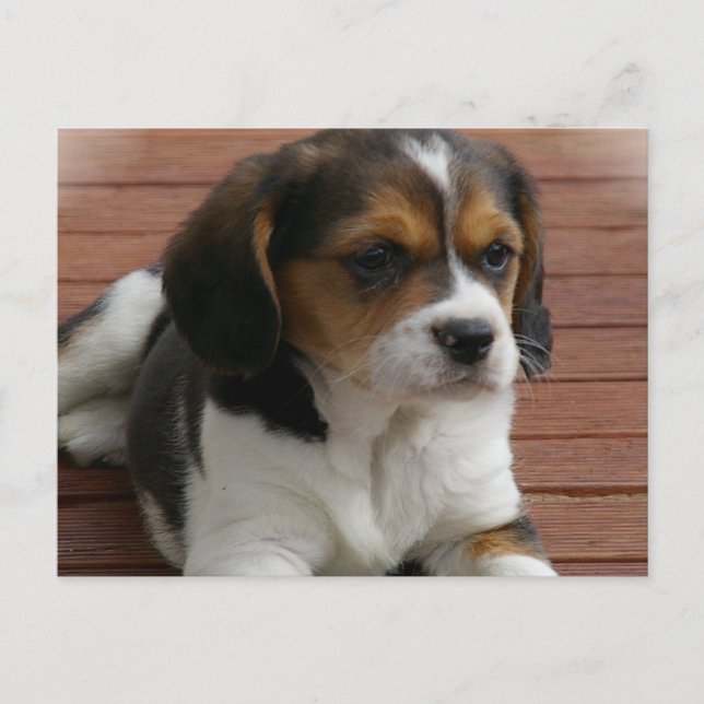 Beagle Puppy Dog Postcard (Front)