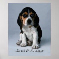 Beagle Puppy Dog