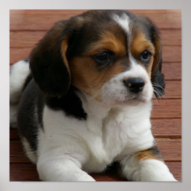 Beagle Puppy Dog Poster Print (Front)