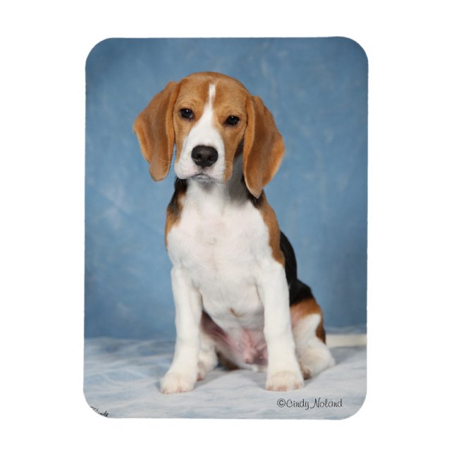 Beagle Puppy magnet (Vertical)