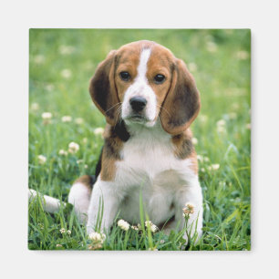 Beagle Puppy Magnet