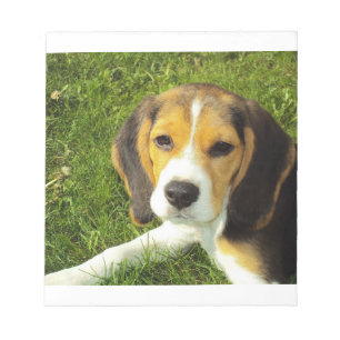 beagle puppy notepad