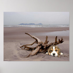 Beagle Puppy On The Beach Poster