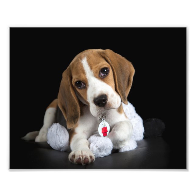 Beagle Puppy Photo (Front)