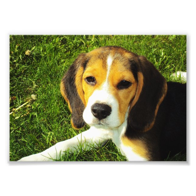 Beagle Puppy Photo Print (Front)