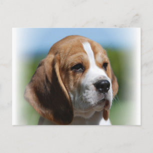 Beagle Puppy Postcard