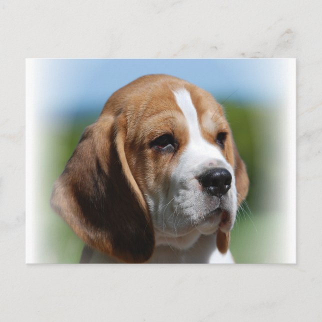 Beagle Puppy Postcard (Front)