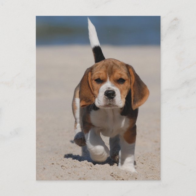 Beagle puppy postcard (Front)